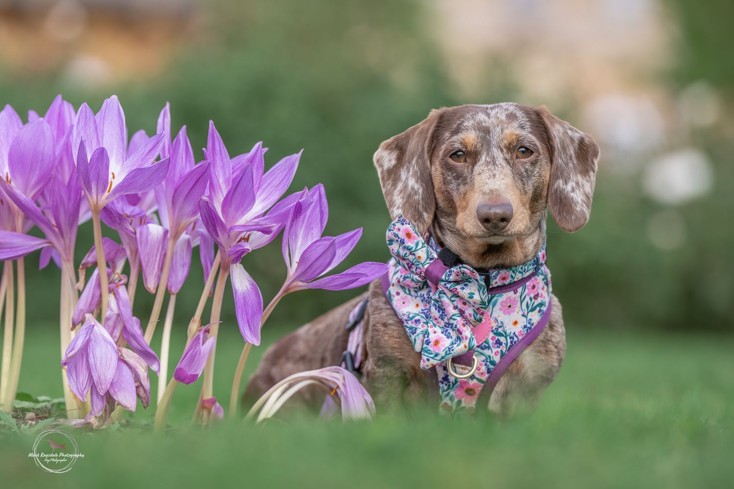 A chocolate brown dachshund dog sits in a garden surrounded by blooming pink cyclamen flowers in soft natural light.