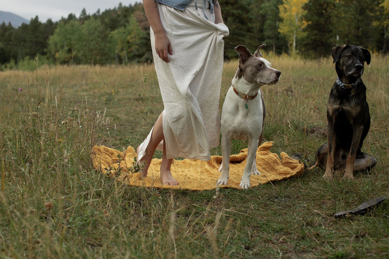 Dogs and person lounging together on yellow blanket in scenic mountain field.