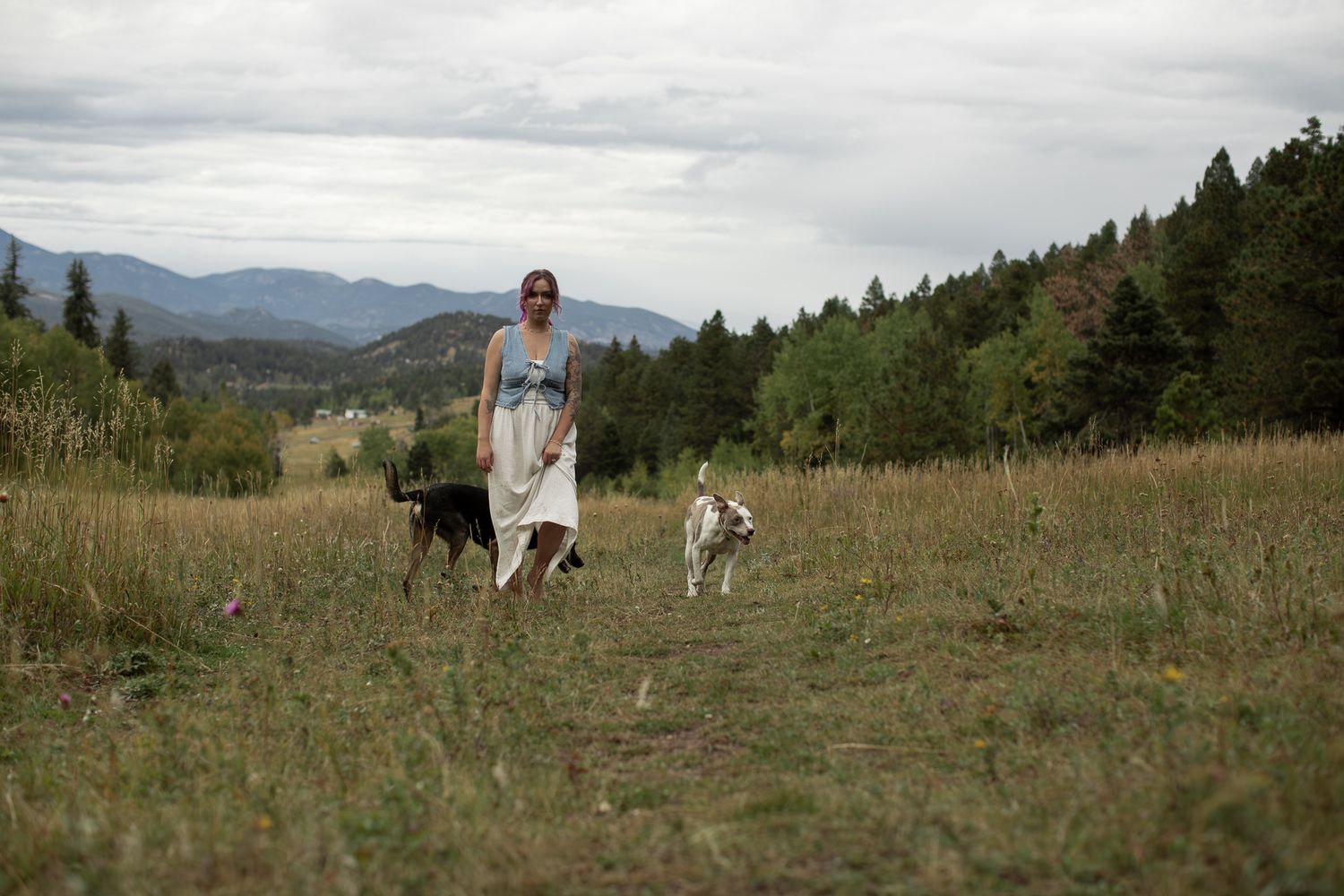 A panoramic view of people and dogs walking through a grassy mountain meadow with evergreen trees in the distance.