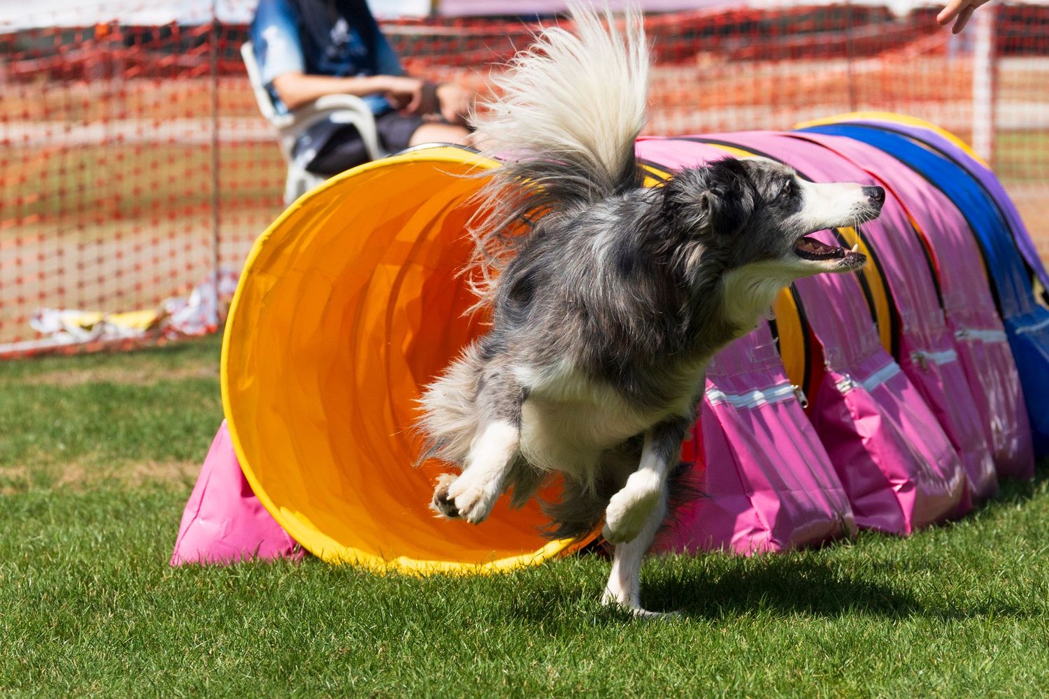 Un ágil border collie sale disparado de un colorido túnel de agilidad, demostrando su velocidad y concentración durante una competicón