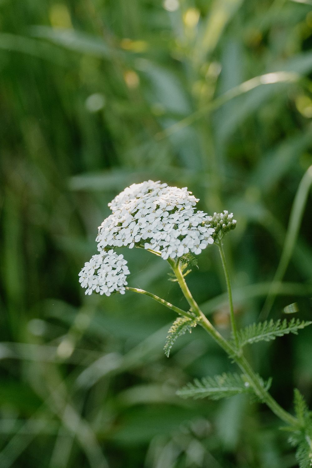 Close-up view of delicate white Queen Anne's Lace wildflowers against a blurred green natural background.