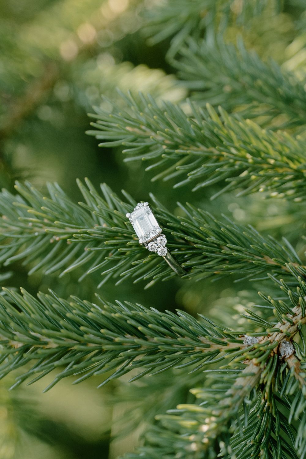 Sparkling diamond engagement ring nestled among green pine tree branches in a romantic nature setting.