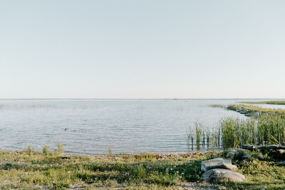 A panoramic view of a tranquil lake shoreline with tall grass and natural vegetation along the water's edge.