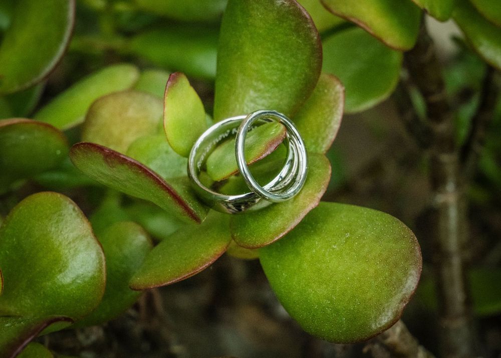 Wedding rings resting on bright green leaves in natural sunlight.