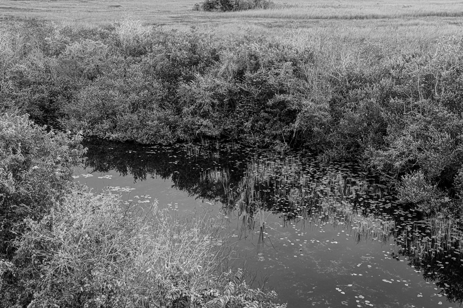A black and white landscape of Shark Alley in the Florida Everglades.