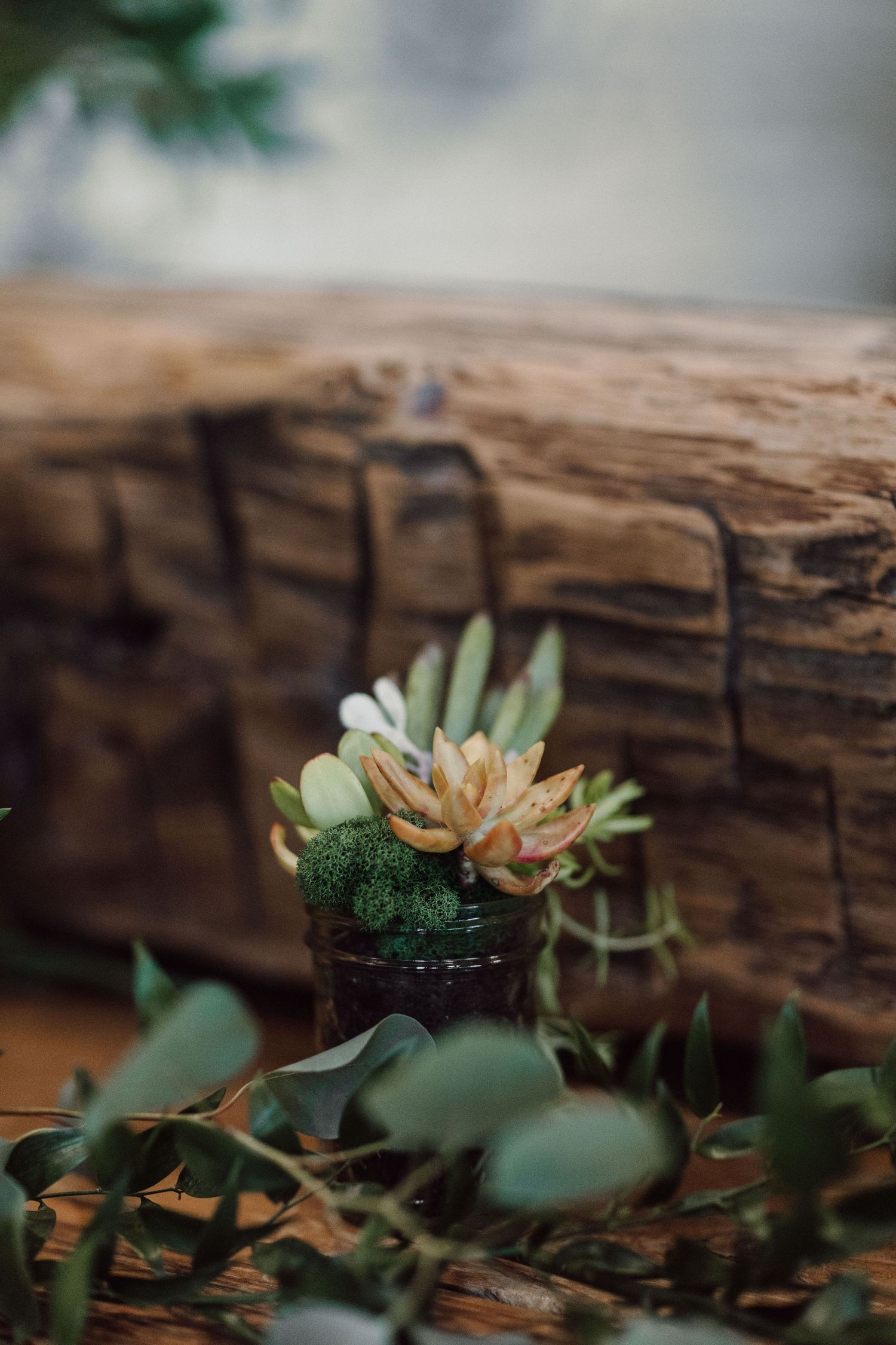 Succulent plants arranged decoratively on a weathered wooden surface.