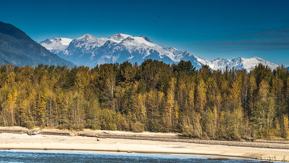 Fall trees along riverbank in British Columbia