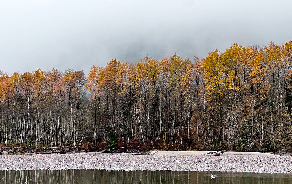 Fall trees along riverbank in British Columbia