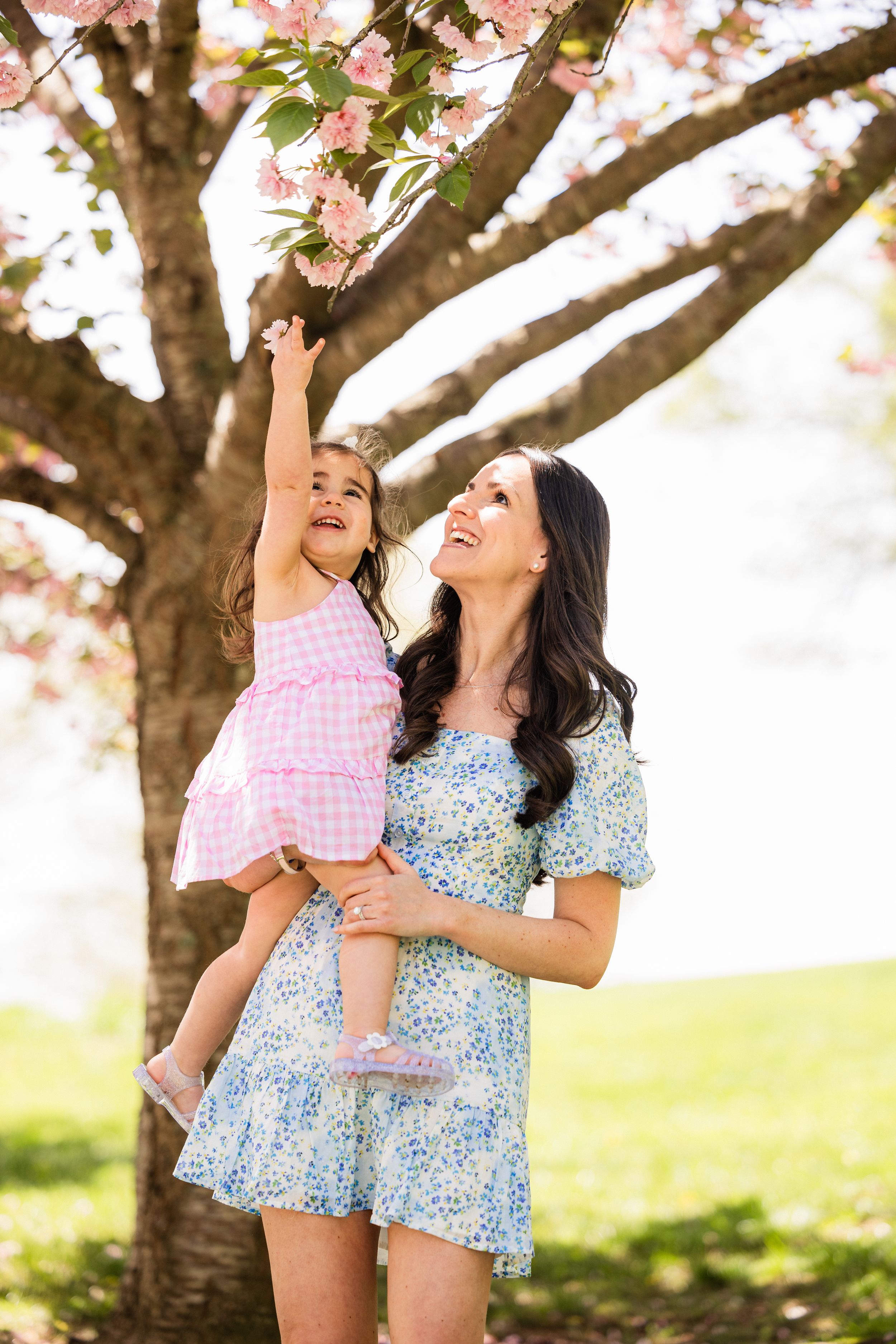 A cheerful springtime moment beneath a cherry blossom tree as lovely pink petals bloom overhead.