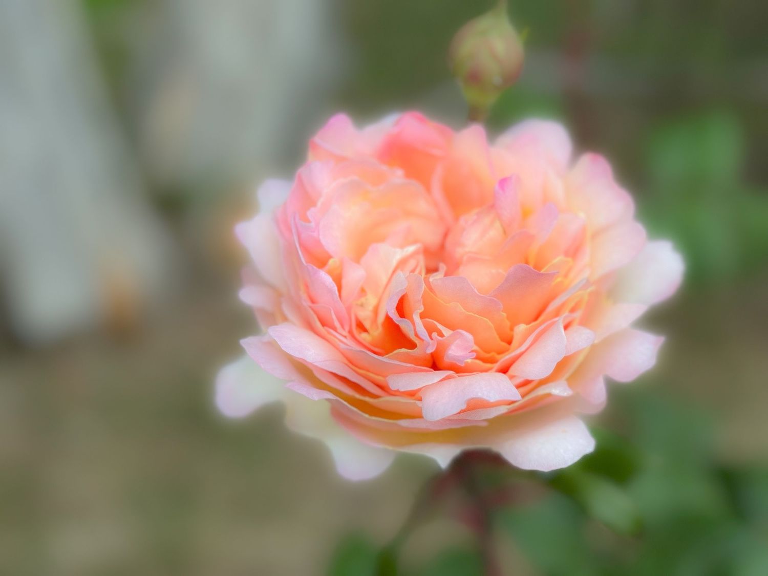 Close-up of a delicate peach-colored rose bloom with soft bokeh background.