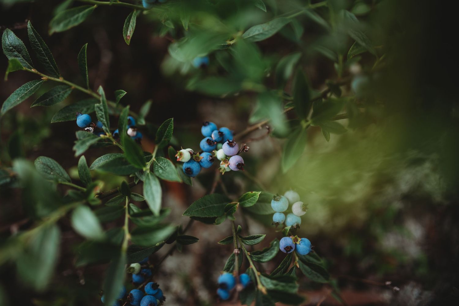 Close-up of wild blueberries growing on bush with shallow depth of field in Dolly Sods, WV.