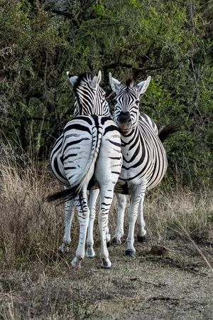 Two zebra having a moment with each other in the African Bush when on a safari game drive.