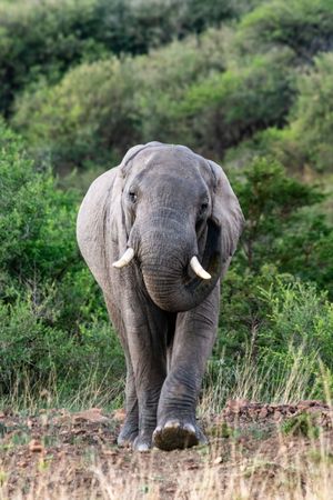 The moment on Safari when you are in the path of an Elephant in the South African Bush.