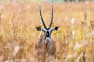 The rare find of a Gemsbok during a safari Game Drive, when staying at a Luxury Safari Lodge in South Africa.