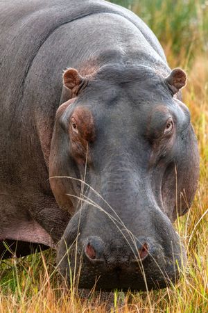 The strong stare of a hippopotamus in the African Bush when on a safari game drive, while staying at a 5 star Luxury Lodge in South Africa.