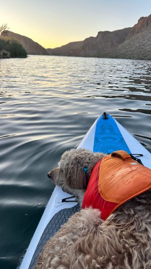 A fluffy dog wearing a red life vest rests on a blue and white paddleboard during sunset on a calm lake surrounded by cliffs.