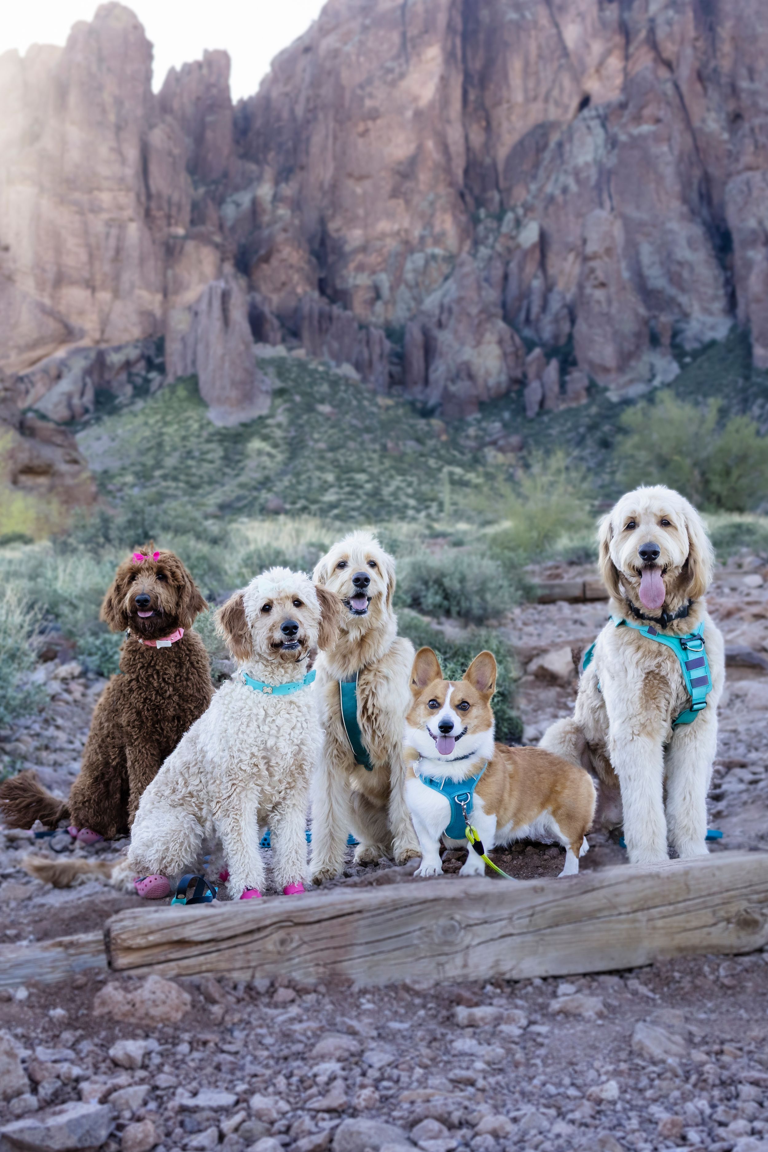 Five happy dogs of different breeds pose together on a wooden ledge against a dramatic desert mountain backdrop.