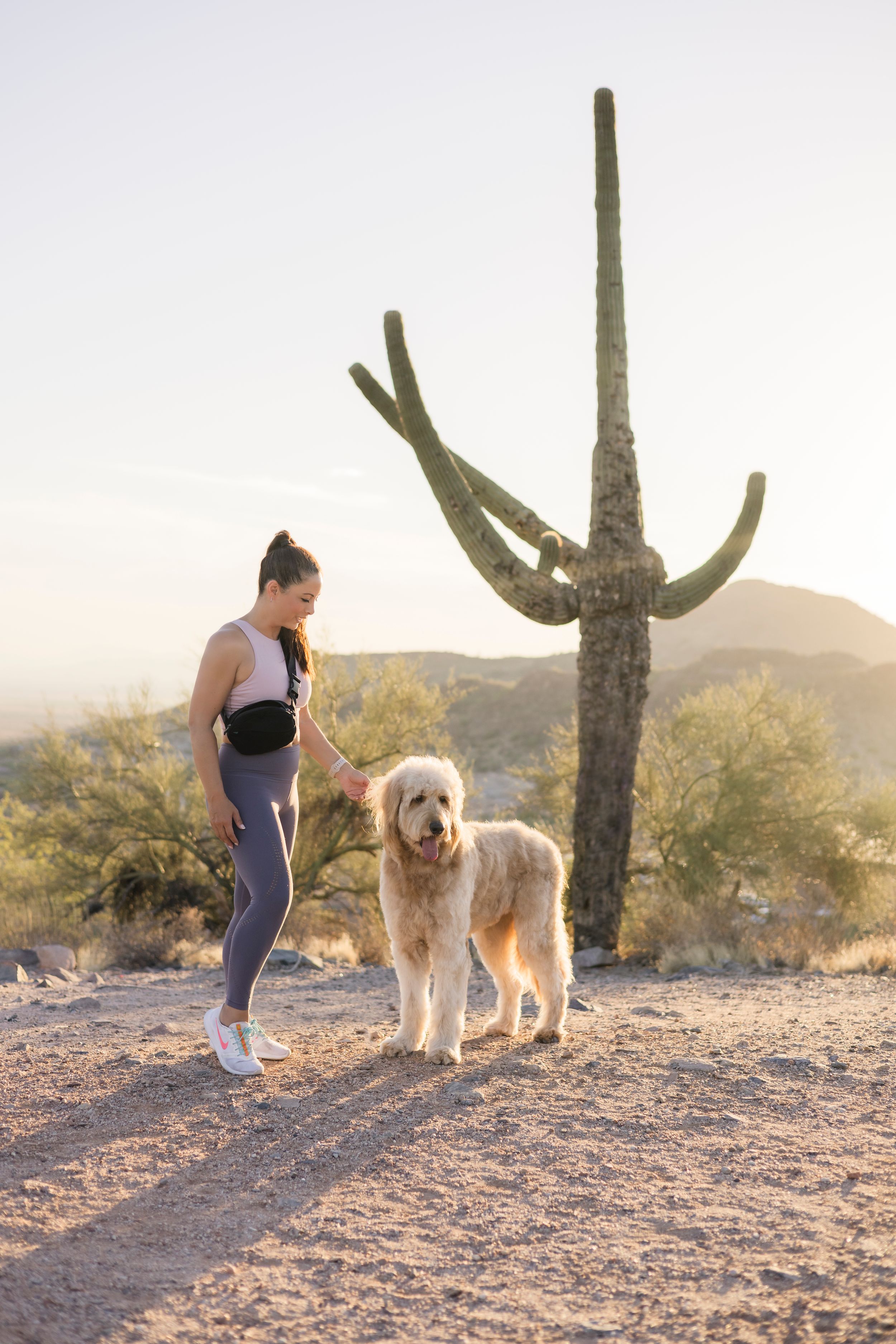 A person and their goldendoodle dog walk together in a desert landscape with tall saguaro cacti in the background.