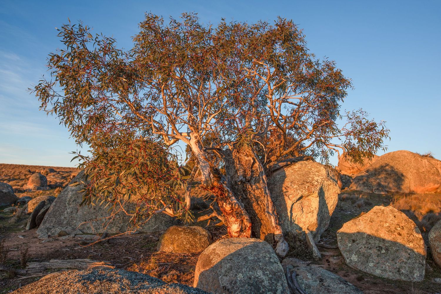 Monaro landscape