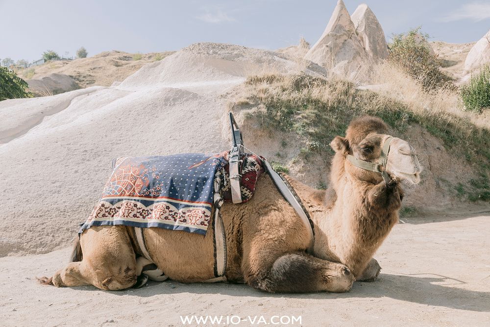 Bactrian camel with decorative saddle resting on sandy ground among Cappadocia's fairy chimney rocks.