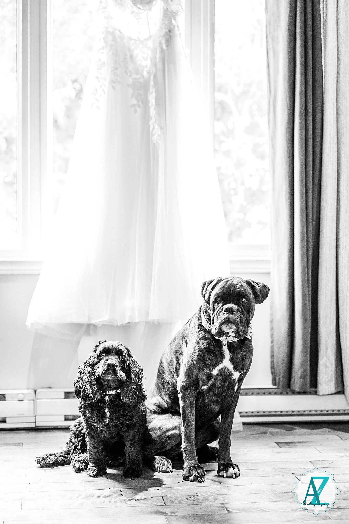 Black and white photo series of dogs sitting together by a bright window with sheer curtains.