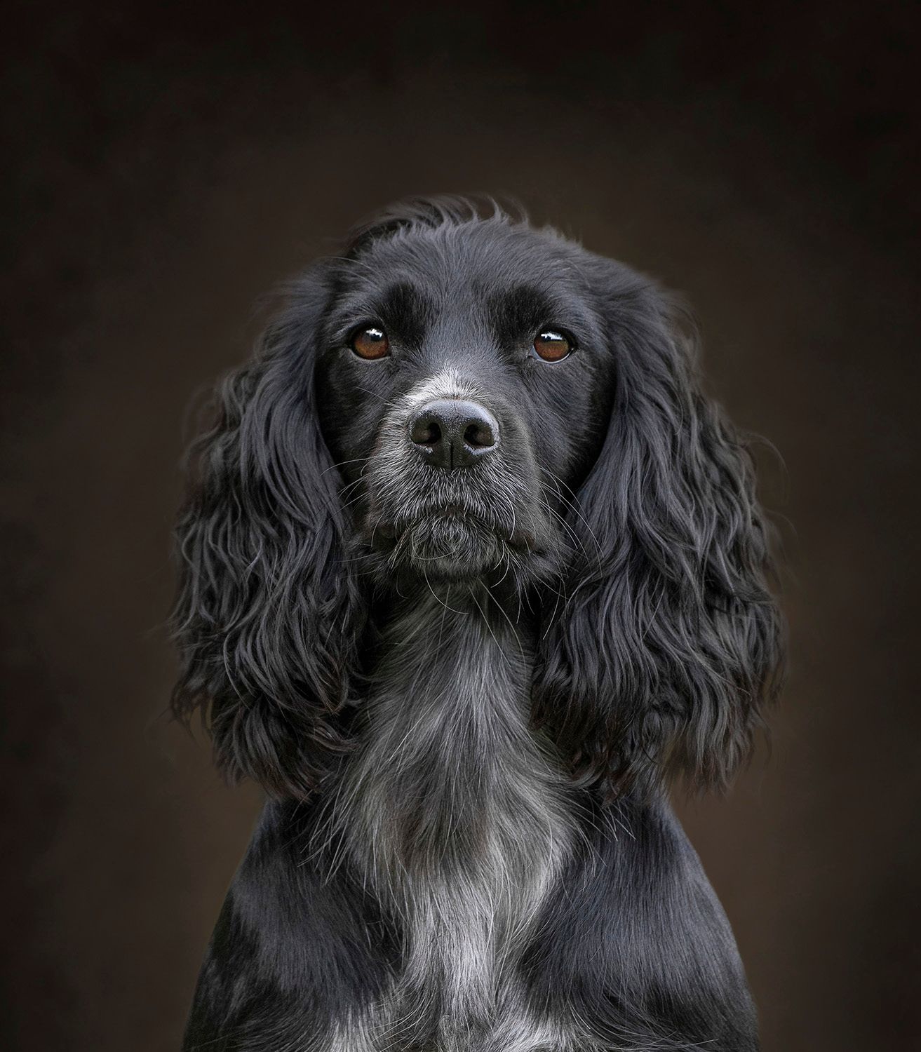 BLACK SPANIEL DOG PORTRAIT PHOTO LOOKING AT THE CAMERA WITH FOCUS