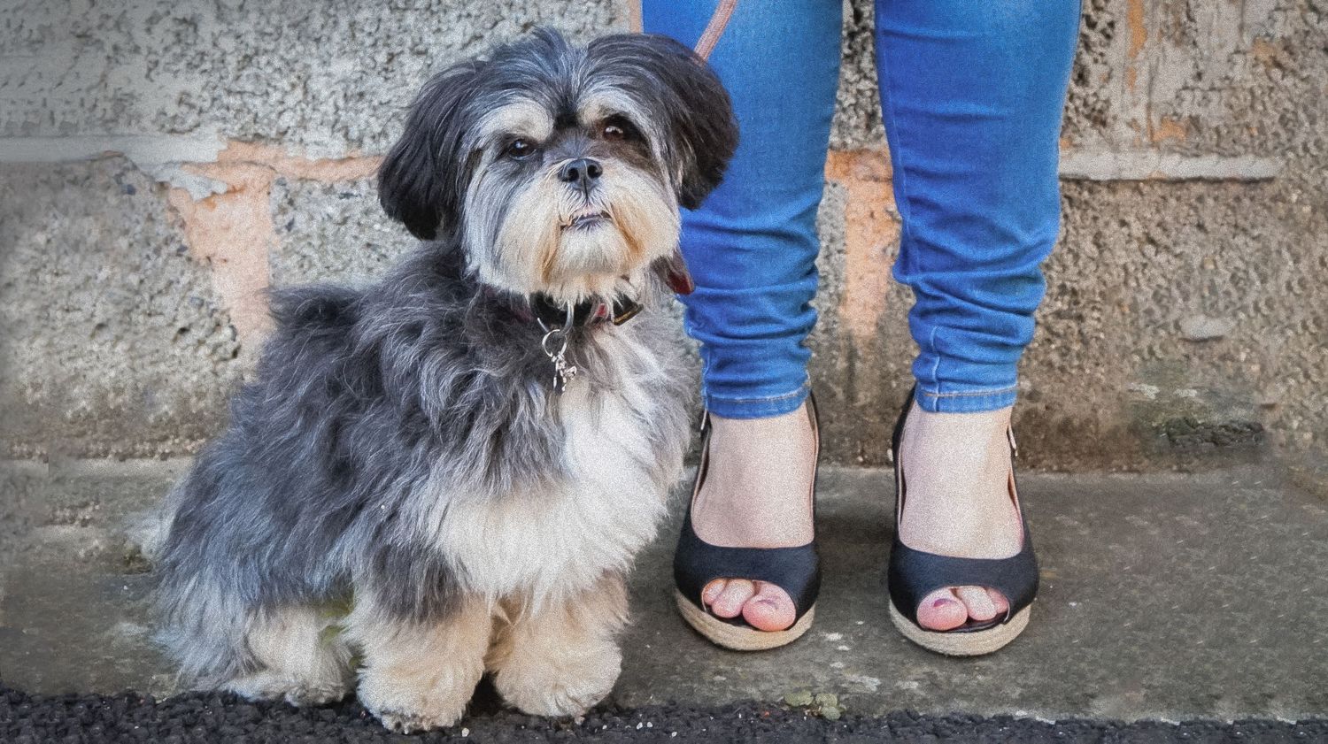 Barnsley, dog photography, dog photos