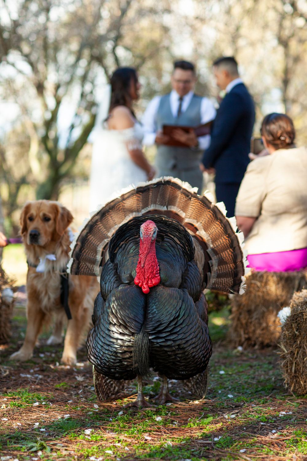A turkey struts in the foreground while a wedding ceremony takes place in the background with a golden retriever present.
