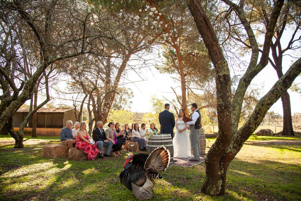 Small intimate outdoor wedding ceremony taking place under trees at sunset with guests seated on wooden benches.