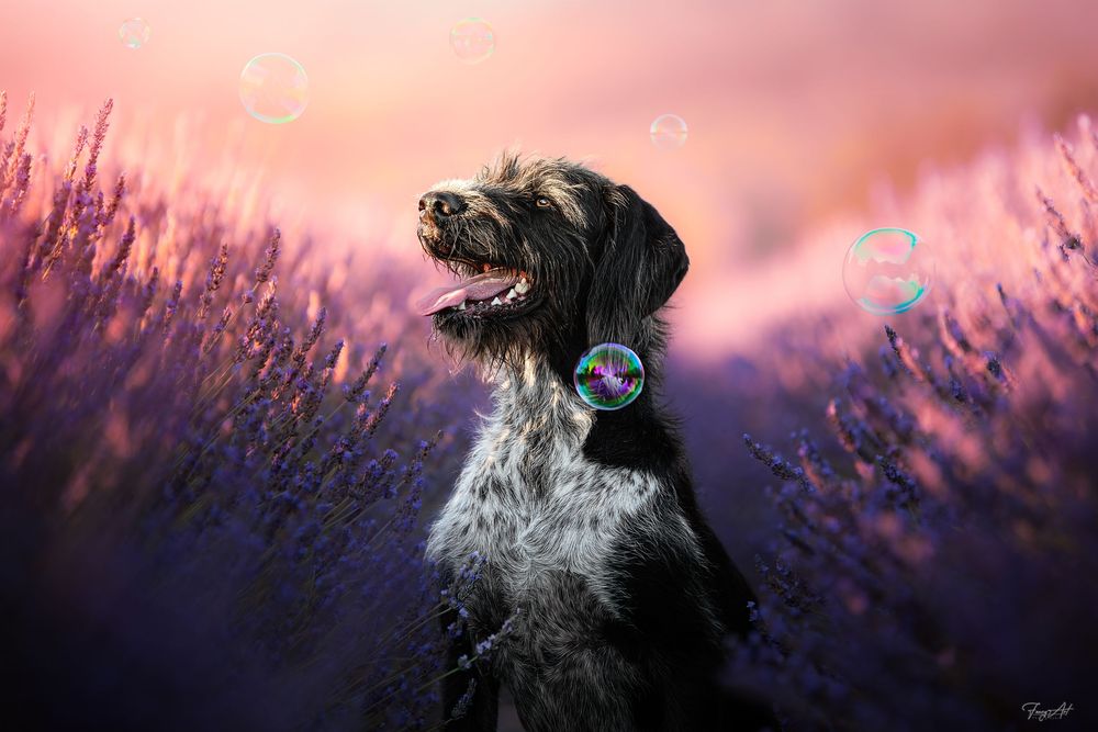 Chien dans les lavandes couché de soleil