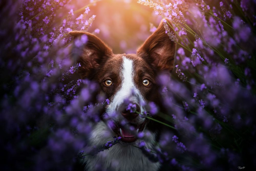 Border collie lavance