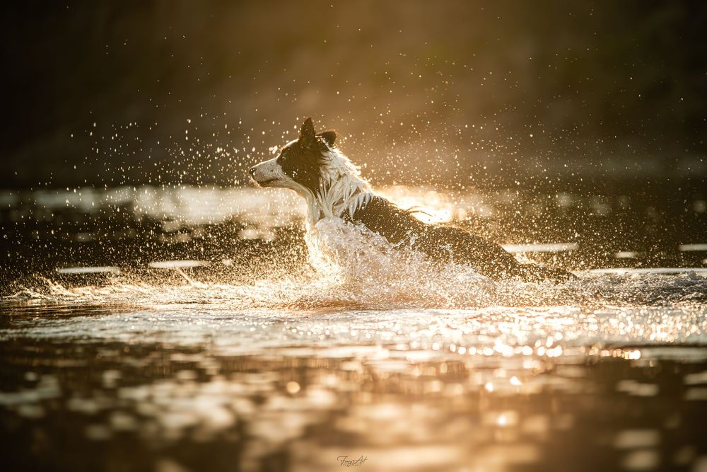 Chien dans l'eau qui court
