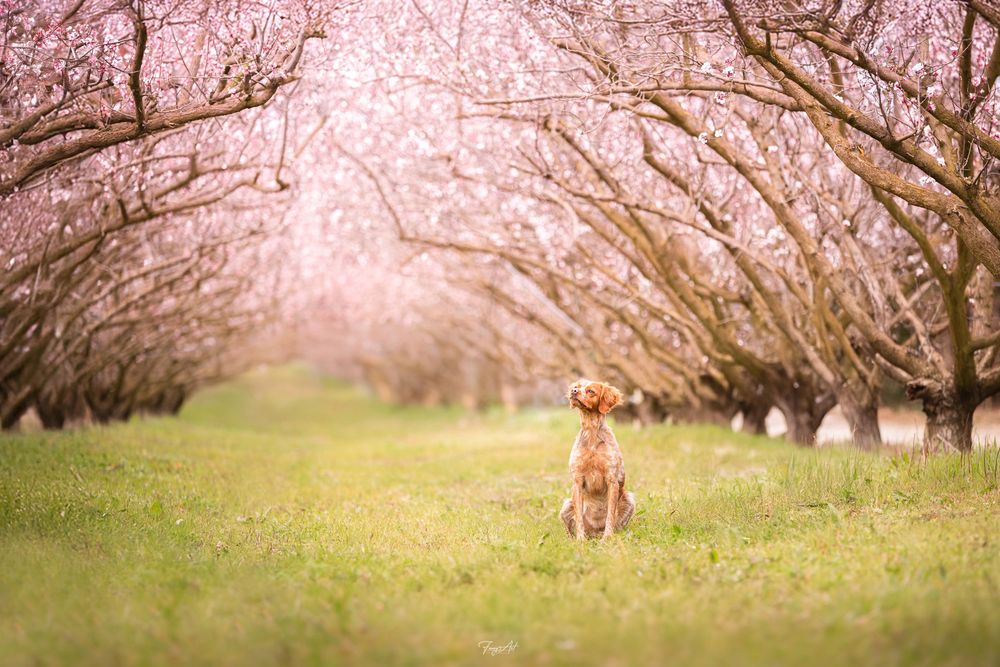 Chien au milieu des cerisiers