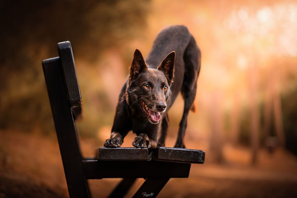 Chien kelpie automne