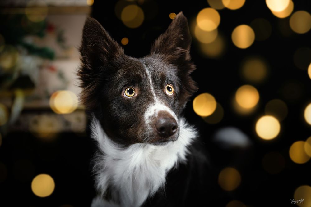 Border collie fond noir