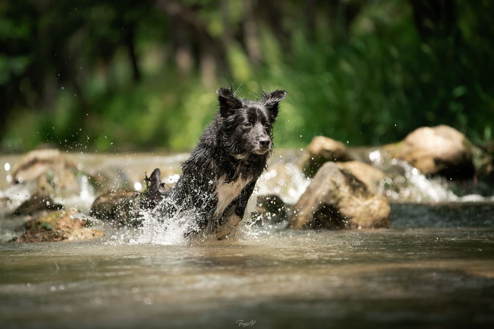 Chien dans l'eau