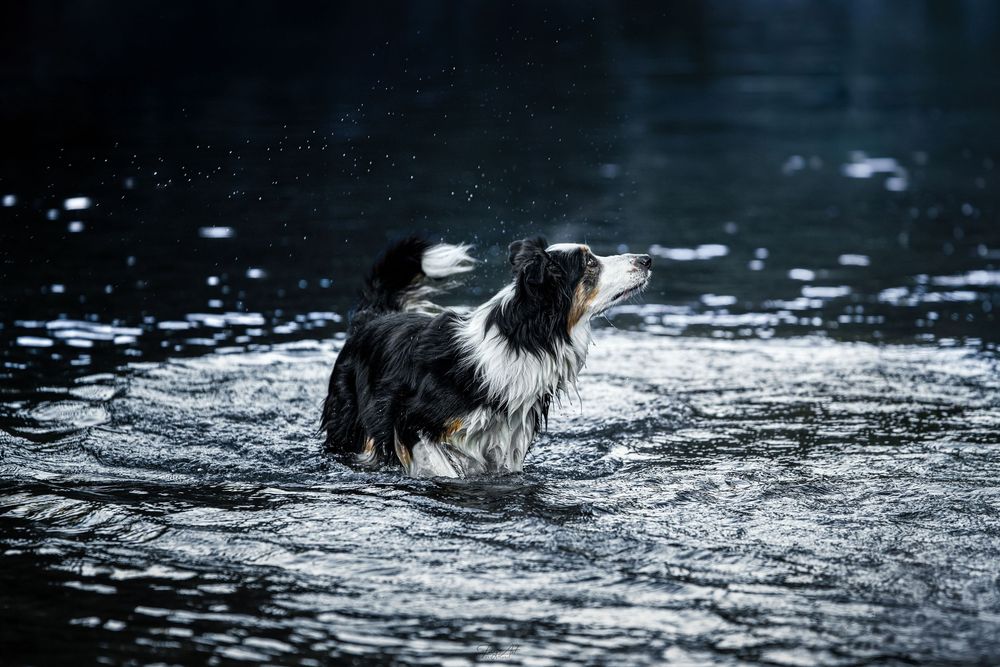 Chien dans l'eau