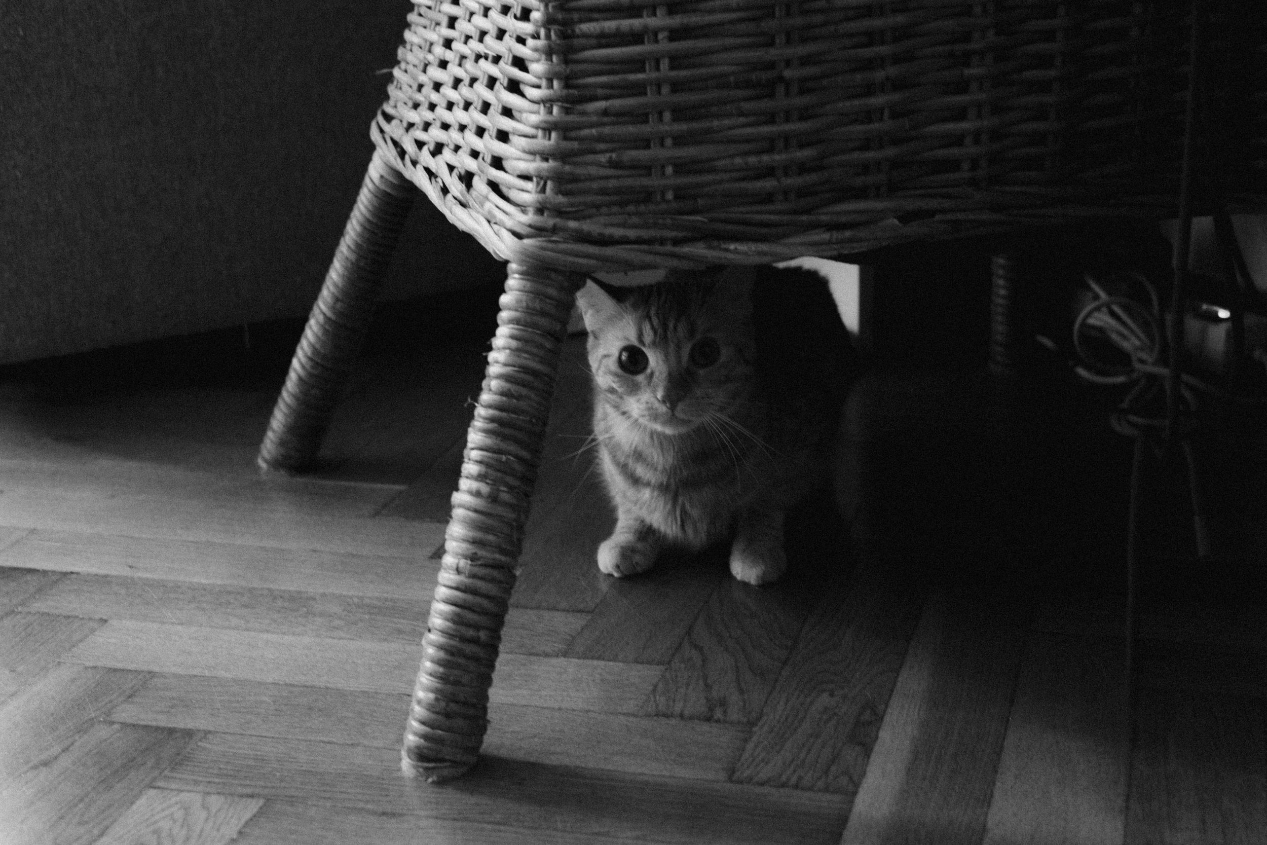 A black and white photograph of a cat hiding beneath a wicker chair in a dimly lit room with hardwood floors.