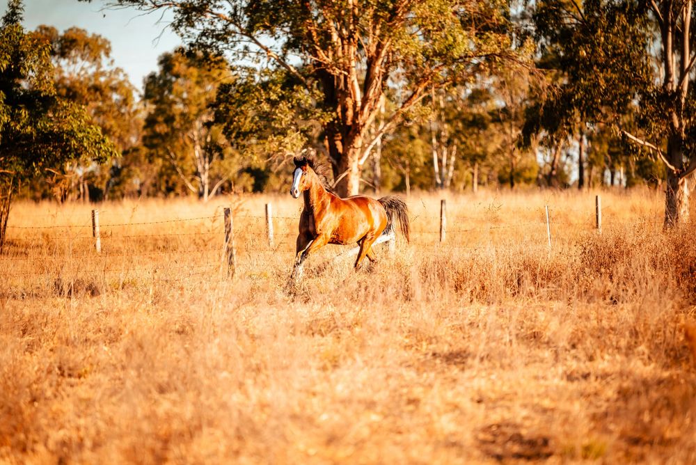 Wild kangaroo hopping through sun-drenched Australian outback grassland with scattered eucalyptus trees in background.