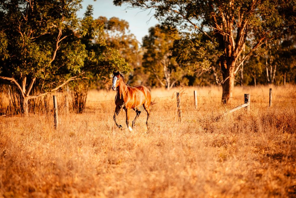 A giraffe walks gracefully across a sun-drenched African savanna with acacia trees in the golden afternoon light.