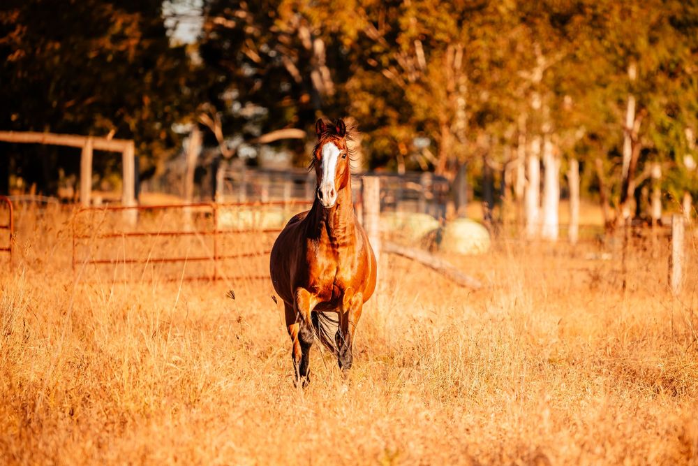 Two brown horses galloping across a sun-drenched autumn field at golden hour.