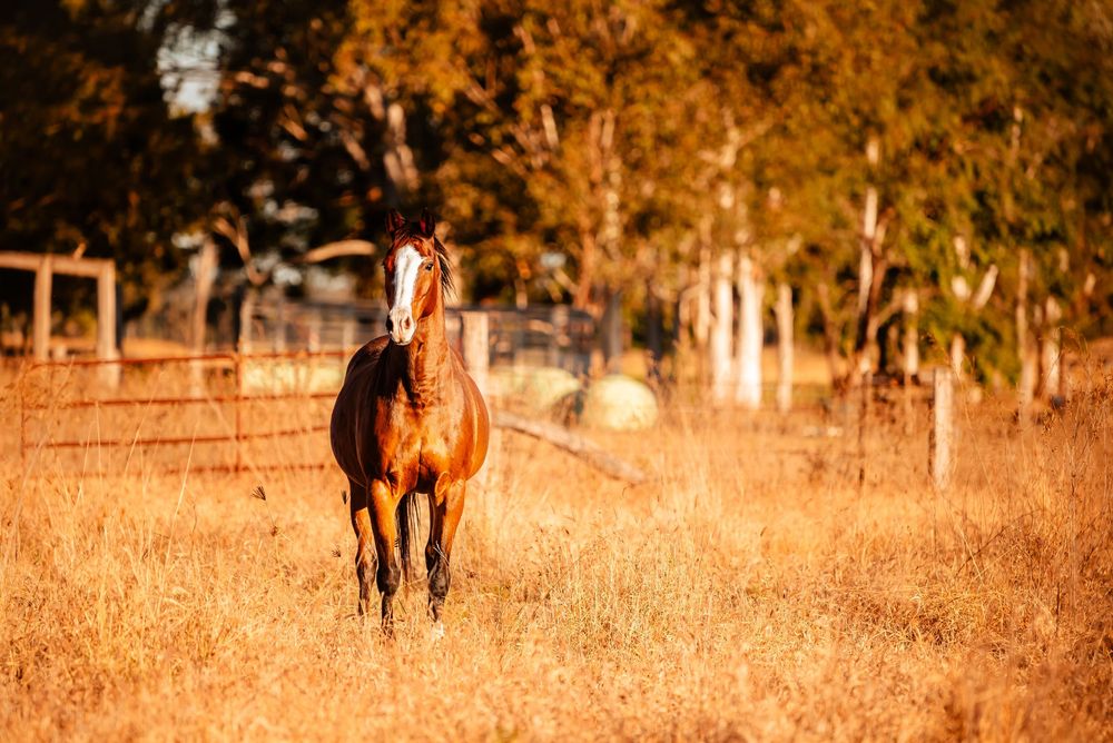 Group of majestic wild horses gallop together across a golden sun-lit autumn field at sunset.