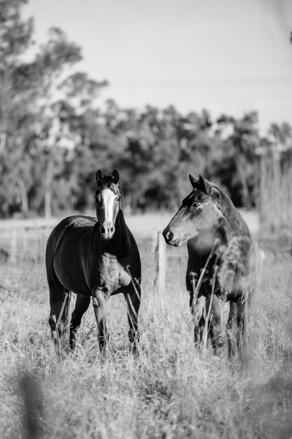 A series of black and white panoramic photographs showing horses grazing together in a grassy field surrounded by trees.