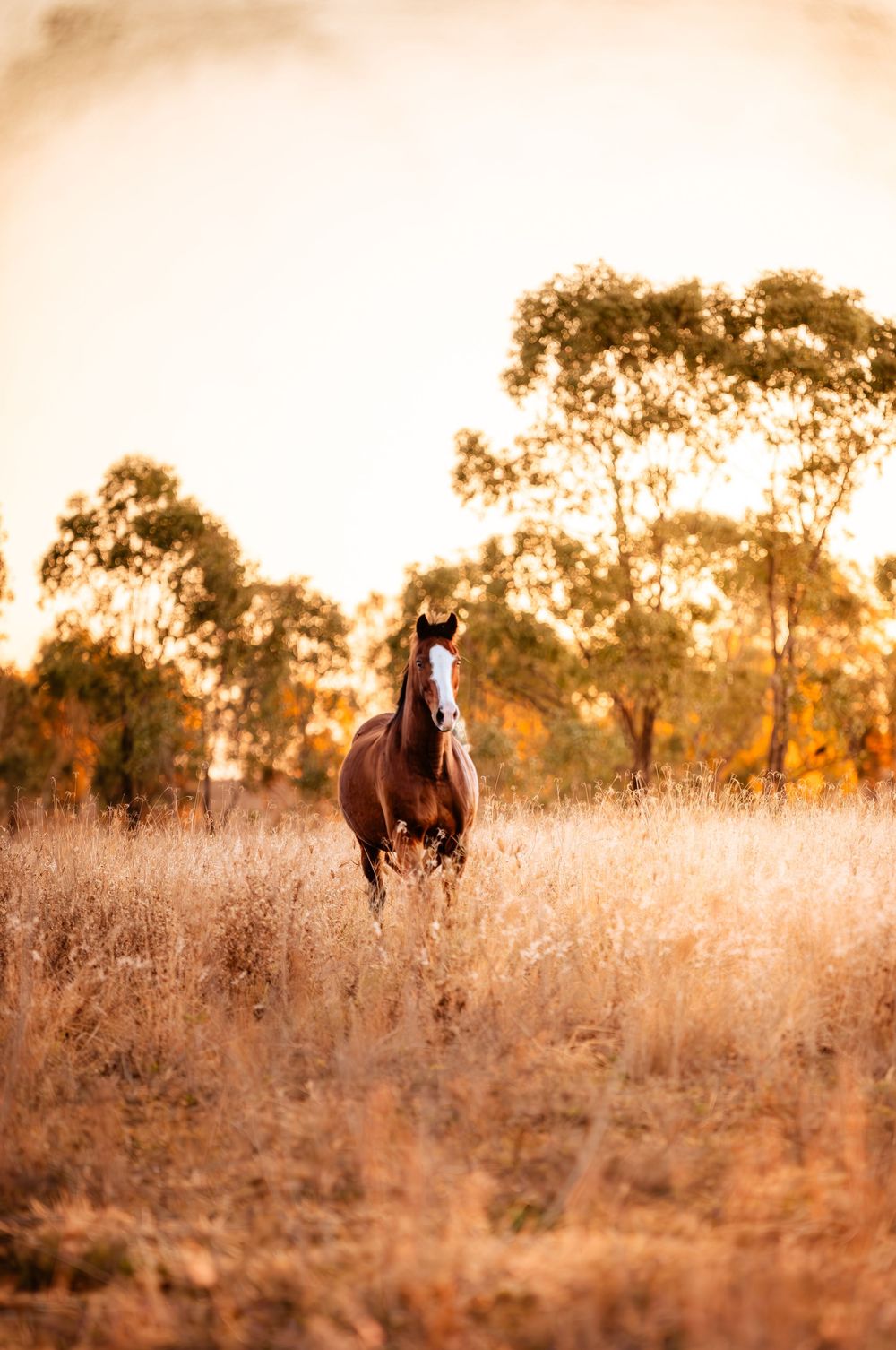 A majestic brown horse stands in a golden field at sunset with silhouetted trees in the background.