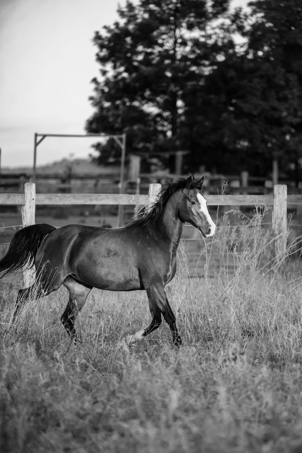 Dark horse walking through tall grass in a rustic field with wooden fence posts in black and white.