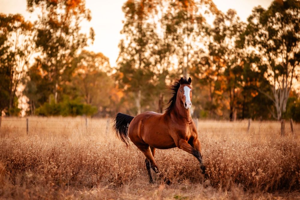 A brown horse gallops gracefully through a golden sunlit field at sunset with trees in the background.