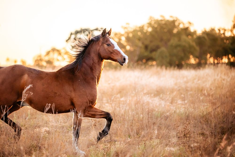 A majestic brown horse gallops through a golden field at sunset with flowing mane.