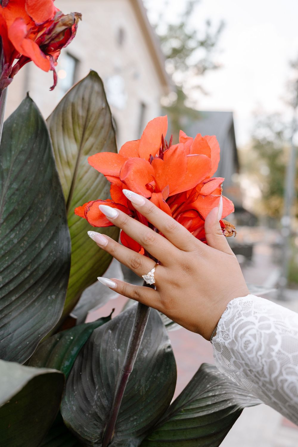 A hand wearing white lace sleeve and diamond ring touches vibrant coral-colored flowers against dark green foliage.