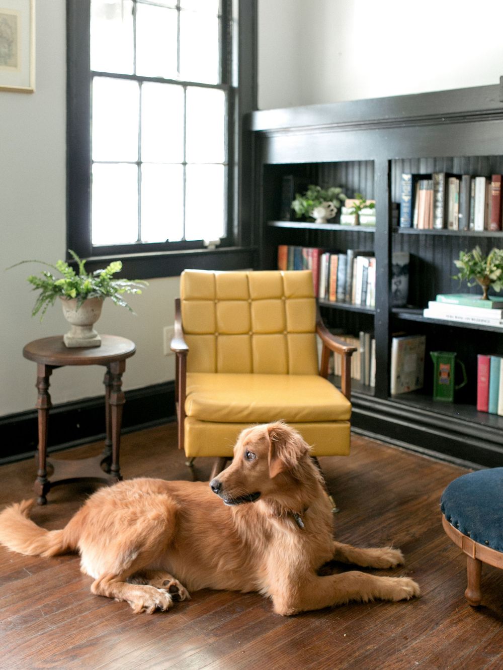 Golden retriever lounges on hardwood floor near mustard yellow chair and dark built-in bookshelves with window.