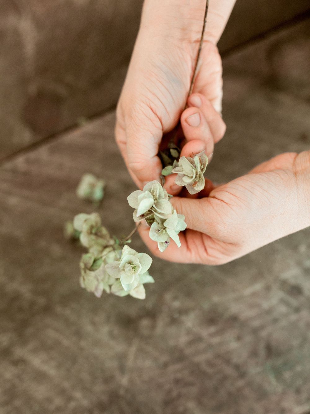 Hands holding small delicate green and white hydrangea flowers.